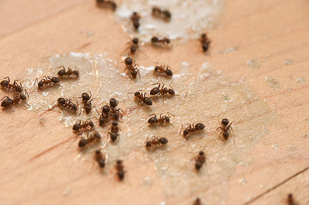 Best Pest Control for Restaurants  in De Soto, IL